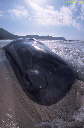 Sperm Whales 126 dead, Hong Kong 080803