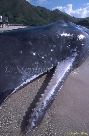 Sperm Whales 128 dead, Hong Kong 080803