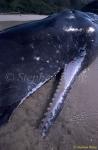 Sperm Whales 129 dead, Hong Kong 080803