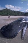 Sperm Whales 131 dead, Hong Kong 080803