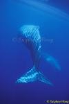 Sperm Whales 133 110803
