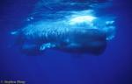 Sperm Whales 135 110803