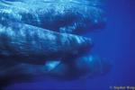 Sperm Whales 136 110803