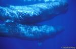 Sperm Whales 137 110803