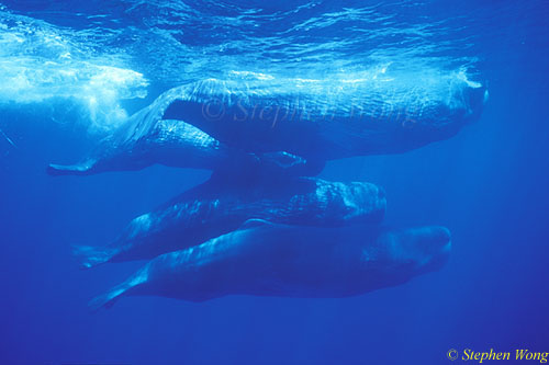 Sperm Whales 139 110803