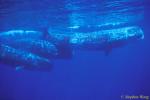 Sperm Whales 140 110803