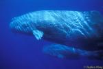Sperm Whales 141 110803