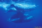 Sperm Whales 142 110803