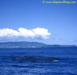Sperm Whales 143, 10 out of 18 Sperm Whales socialiizing 080804