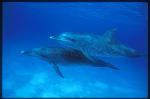 Atlantic Spotted Dolphins 101