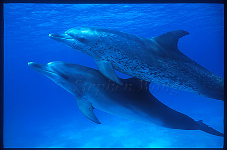 Atlantic Spotted Dolphins 102