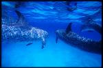 Atlantic Spotted Dolphins 103