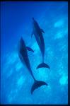 Atlantic Spotted Dolphins 104