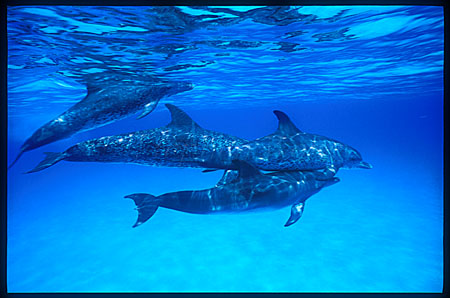 Atlantic Spotted Dolphins 106