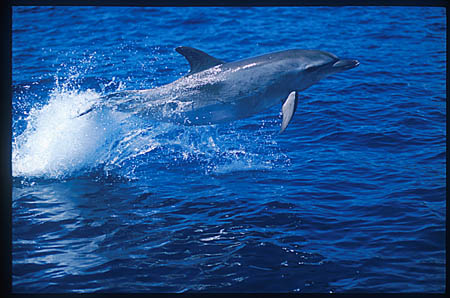 Atlantic Spotted Dolphins 107