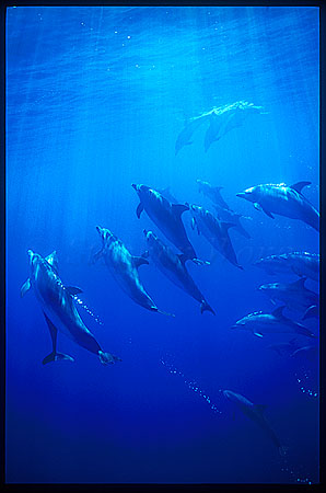 Atlantic Spotted Dolphins 109