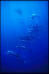 Atlantic Spotted Dolphins 111