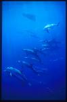 Atlantic Spotted Dolphins 112