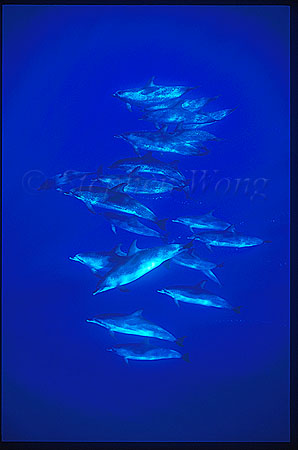 Atlantic Spotted Dolphins 113