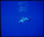 Atlantic Spotted Dolphins 119