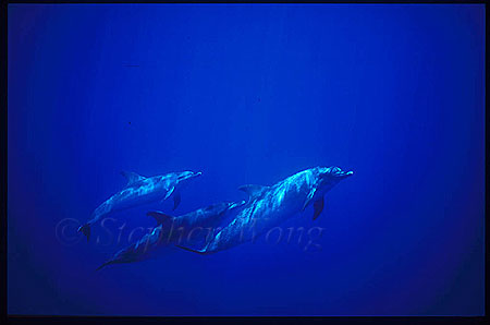 Atlantic Spotted Dolphins 120