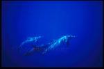 Atlantic Spotted Dolphins 120