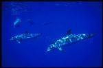 Atlantic Spotted Dolphins 121