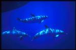 Atlantic Spotted Dolphins 122