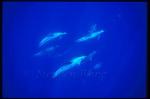 Atlantic Spotted Dolphins 123