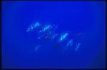 Atlantic Spotted Dolphins 124