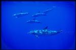 Atlantic Spotted Dolphins 125