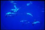 Atlantic Spotted Dolphins 127