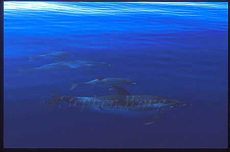 Atlantic Spotted Dolphins 128