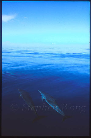 Atlantic Spotted Dolphins 129