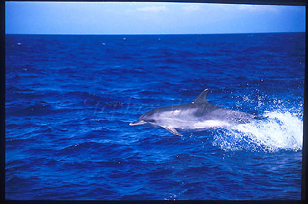 Atlantic Spotted Dolphins 130