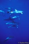 Atlantic Spotted Dolphins 132 110803