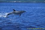 Atlantic Spotted Dolphins 139 0705