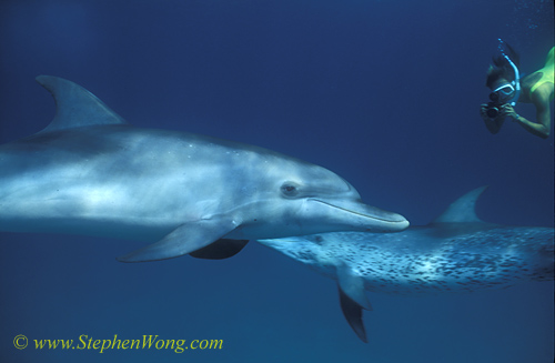 Atlantic Spotted Dolphins 143 0705