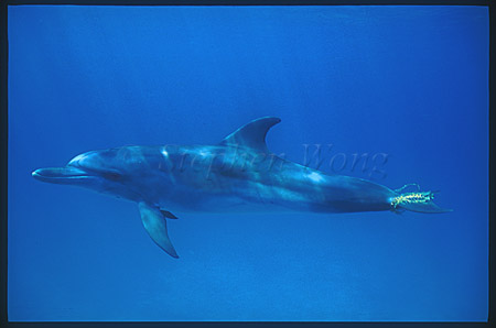 Atlantic Spotted Dolphins & toy 101