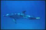 Atlantic Spotted Dolphins & toy 101
