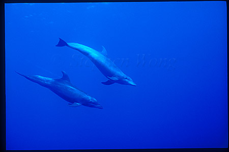Bottlenosed Dolphins 105