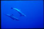 Bottlenosed Dolphins 105