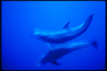 Bottlenosed Dolphins 106