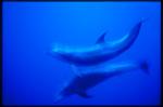 Bottlenosed Dolphins 106