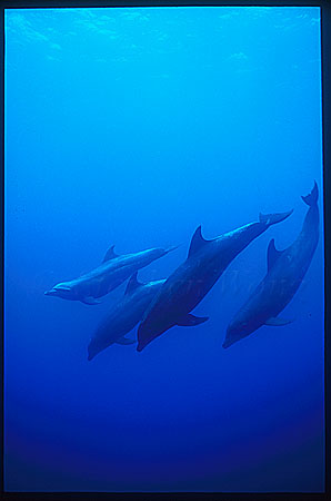 Bottlenosed Dolphins 108