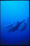 Bottlenosed Dolphins 108