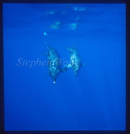 Bottlenosed Dolphins 112