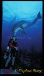 Bottlenosed Dolphins 121 kissing diver 042803
