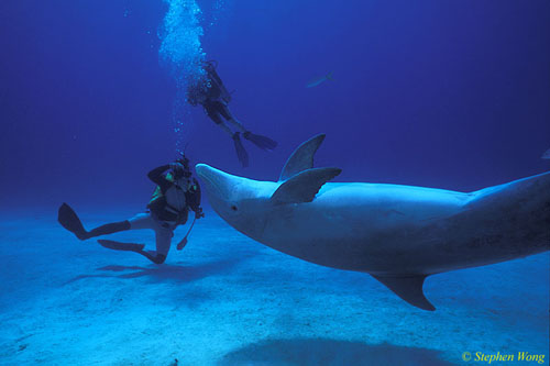 Bottlenosed Dolphins 128 Bahamas 051304