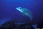 Bottlenosed Dolphins 129 Bahamas 051304